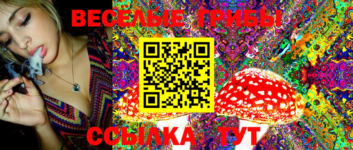 Псилоцибиновые грибы Psilocybine cubensis Дивногорск
